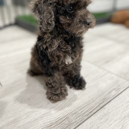 Cockapoo Puppies from Doodle Corner