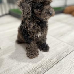 Cockapoo Puppies from Doodle Corner