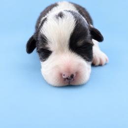 Buddy - White and black male Pembroke Welsh Corgi puppy in Ramona, Oklahoma from Eden Farms Corgis