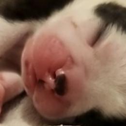 Boston Terriers and French Bulldogs from Edna's Homegrown Frenchies