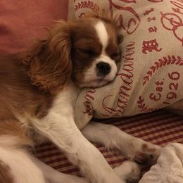 Cavalier King Charles Spaniel Puppies from Kilmaren Cavaliers