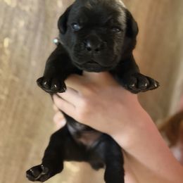 Gray - Black male Cane Corso puppy in Opelousas, Louisiana from Azelees Cane Corso
