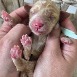 Nova - Apricot female Goldendoodle puppy in Decatur, Tennessee from Diamond's Doodles