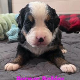 Charlotte - Black rust and white female Bernese Mountain Dog puppy in Radcliffe, Iowa from Berner Babies
