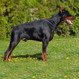 Wukasin - Doberman Pinscher