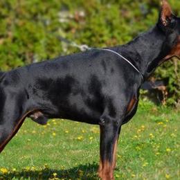 Wukasin - Doberman Pinscher