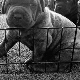 Cane Corso Puppies from Garmr Cane Corso