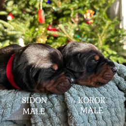 Doberman Pinscher Puppies from Sky’s Dobermans