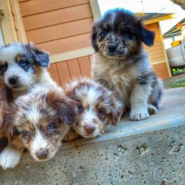 Australian Shepherd Puppies from Roosters Brand of Aussies
