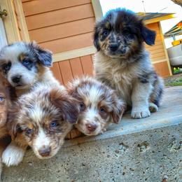 Australian Shepherd Puppies from Roosters Brand of Aussies