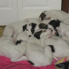 Borzoi Puppies from Rovenna Borzoi