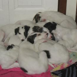 Borzoi Puppies from Rovenna Borzoi