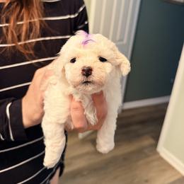 Purple Girl - White female Bichon Frise puppy in Hampstead, North Carolina from Bichons Of Hampstead