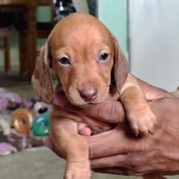 Girl 2 - female Dachshund puppy in Windom, Minnesota from Wyrmhund Dachshunds