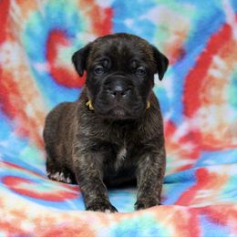 Yellow Collar Female - Chestnut brindle female Cane Corso puppy in Lusby, Maryland from Coastal View Kennels