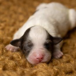Macaron - Blue merle female Bernedoodle puppy in Youngstown, Florida from Wonderland’s Boujie Kennels
