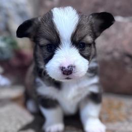 Oak - Sable male Pembroke Welsh Corgi puppy in Elberta, Utah from 3F Farms- Pembroke Welsh Corgis and Irish Wolfhounds