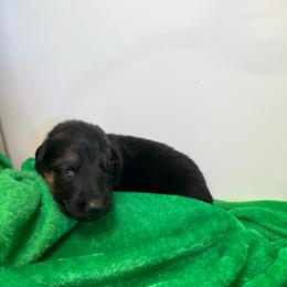 Puppy 8 - Black and tan female German Shepherd puppy in Grand Rivers, Kentucky from Von Frieden German Shepherds LLC