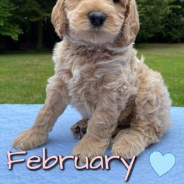 Australian Labradoodle Puppies from Lakeshore Labradoodles