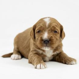 Boy 1 - Red male Australian Labradoodle puppy in Columbus, Montana from Comfort Doodle