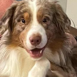 "Dad - Mochi" Miniature Australian Shepherd Puppies from Shaun's Aussies