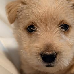 Poodles and Scottish Terriers from Schrute Farms Canine Clan