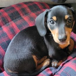 Dachshunds from Sonya's Dachshunds