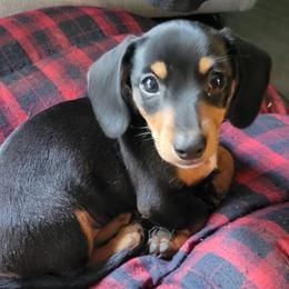 Dachshunds from Sonya's Dachshunds