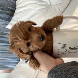 Bernedoodle and Goldendoodle Puppies from Hello Doodle Ranch