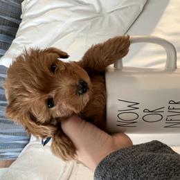 Bernedoodle and Goldendoodle Puppies from Hello Doodle Ranch