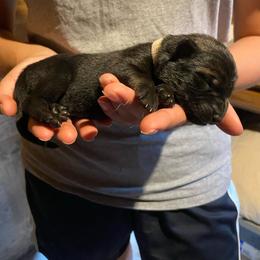 White collar - Sable female German Shepherd puppy in Rathdrum, Idaho from Angelina's German Shepherds