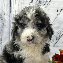 Girl 2 - Blue merle Aussiedoodle puppy in Leitchfield, Kentucky from Salt River Kennels
