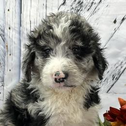 Girl 2 - Blue merle Aussiedoodle puppy in Leitchfield, Kentucky from Salt River Kennels