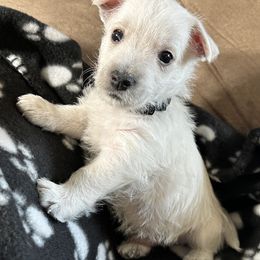 West Highland White Terrier Puppies from Whitehouse Westies