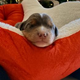 Girl 3 - female Bernedoodle puppy in Fallbrook, California from BFF Bernedoodles