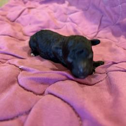 Silver girl 2 - Silver female Poodle puppy in Birmingham, Alabama from Stormborn