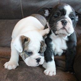 English Bulldog Puppies from Storm Stopping Bulldogs