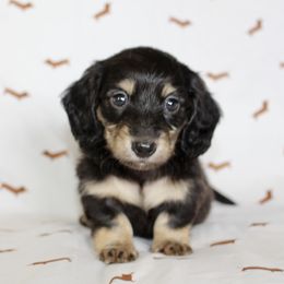 Quincy - Black and cream Dachshund puppy in Alva, Florida from Salty C's Dachshunds