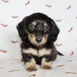 Quincy - Black and cream Dachshund puppy in Alva, Florida from Salty C's Dachshunds