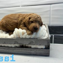 Messi - Apricot male Goldendoodle puppy in Archbold, Ohio from Wurster's Mini Wee Doodles