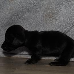 Donkey (solid black longhair) - Black male Dachshund puppy in Kilgore, Texas from The Barefield Doxies