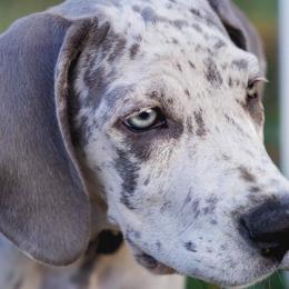 Great Danes from Delphi Danes