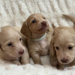Dachshunds from Sweet Cream Dachshunds