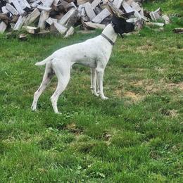 Jar Jar - German Shorthaired Pointer