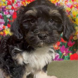 Oliver - Black and tan male Havanese puppy in Clermont, Florida from Country Sweet Havanese and Creative Coaching