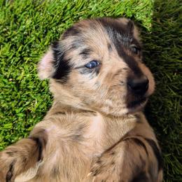 Jijee - Dapple female Dachshund puppy in Birmingham, Alabama from Mini Doxies Love
