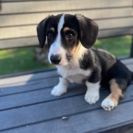 Handsome - Black and white male Cardigan Welsh Corgi puppy in Wekiwa Springs, Florida from It is Corgiland