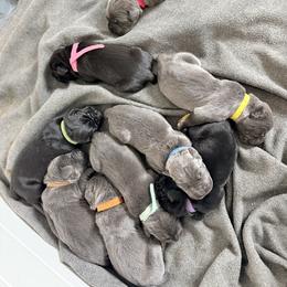Purple - Black female Cane Corso puppy in Sullivan, Missouri from Midwest Cane Corso in Action