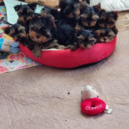 Yorkshire Terrier Puppies from Luxe Yorkshire Terriers