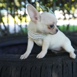 Diana 5500 - Cream and white female Chihuahua puppy in Miami, Florida from Natalias Tiny Chihuahuas